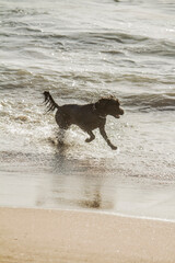 PERRO EN LA PLAYA JUGANDO 