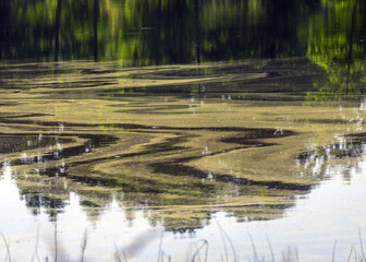 abstract image with water texture on the pond surface, summer