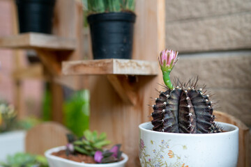 A blooming cactus in the corner of the house.
