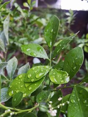 Rain drops