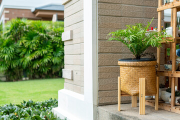 Monstera Deliciosa Indoor plants add coolness and purify the air in the house.