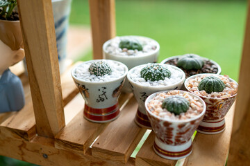 A cactus in the corner of the house.