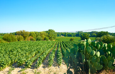 Crop fields of tobacco plants