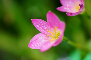 Close-up view of little pink flower with dewdrops on the petals