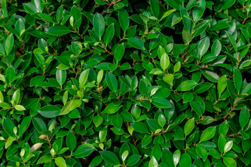 Green leaves wall texture of the tropical forest plant,on black background