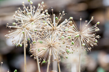 Beautiful dry flowers background blur selective focus
