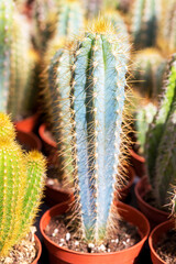 Various cactus plants, selective focus