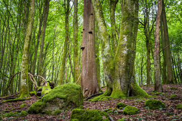 Amazing lush and green summer forest in Soderasen national park, Scania southern Sweden. Woodland photography