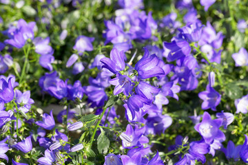 Repeated blue bell flowers, selective focus. flower background