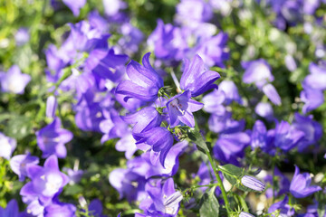 Repeated blue bell flowers, selective focus. flower background
