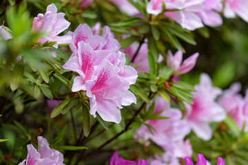 Pink azalea flower, in full bloom, Rhododendron
