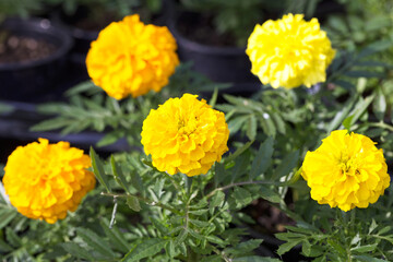 Repeated yellow flowers, selective focus. flower background