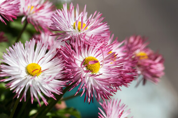 Beautiful red flowers background blur selective focus