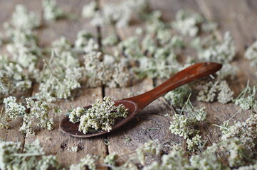 Dried herbs for use in alternative medicine, herbal medicine, spa, or herbal cosmetics.Yarrow flowers in a wooden spoon. For powders, ointments, oils or tea, for baths.