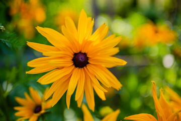 Blooming Rudbeckia in the garden.