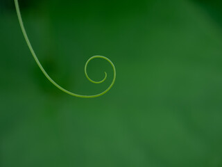 ウリ科の植物の円を描く蔓。