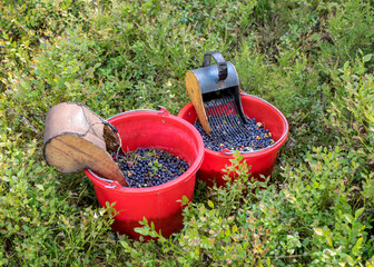Fototapeta premium buckets with picked blueberry berries on a fuzzy forest background, berry picking device, berry picking tools, a bucket and berry picker on a trail in woods