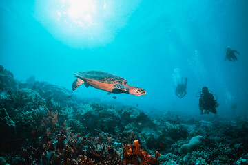 Fototapeta na wymiar Green sea turtle underwater, swimming among colorful coral reef in clear blue ocean