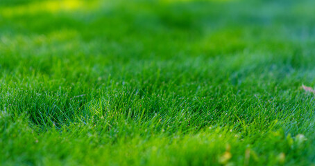 Green grass with grass on the background. Elongated photo for banner