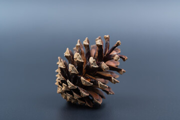 Kiefern (Pinus), Zapfen