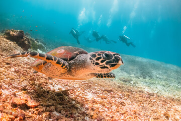 Green sea turtle underwater,  swimming among colorful coral reef in clear blue ocean