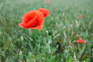 Wheat fields with poppy flowers close up