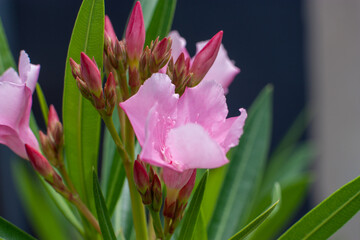 pink tulip in the garden