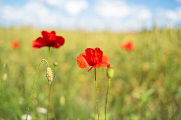 Wheat fields with poppy flowers close up