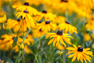 Black and yellow Rudbeckia flowers from close