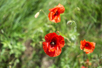 Wheat fields with poppy flowers close up