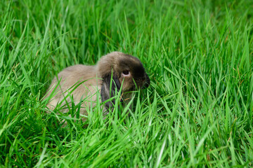 The rabbit of breed of Miniature Lop is sitting in the grass.