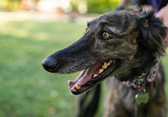 brown eyes greyhound dog close-up