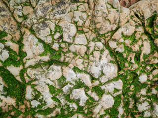 Green moss on a rocky surface.
