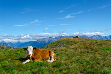 Mucca con panorama alpino