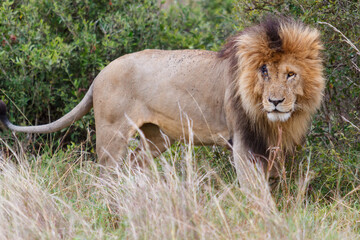 Naklejka premium Male lion marking his territory in the Masai Mara Game Reserve in Kenya