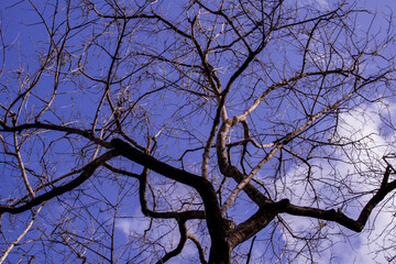 The trees branches without leaves in winter. Usually the most dominant feature of a tree any time of year after the leaves have fallen.