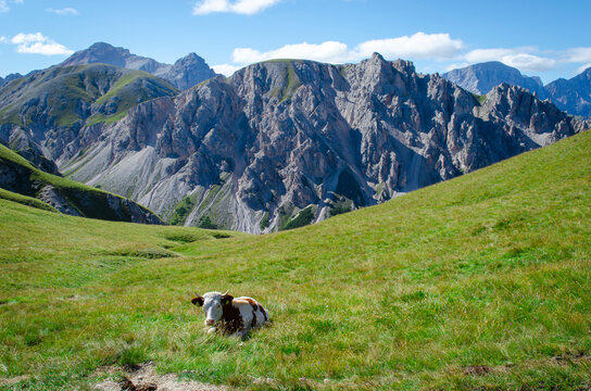 Mucca sdraiata sul prato di Piz de Peres, Valdaora