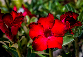 Red adenium obesum or desert rose. It is a species of flowering plant in the dogbane family, Apocynaceae, that is native to the Sahel regions, south of the Sahara and Africa.