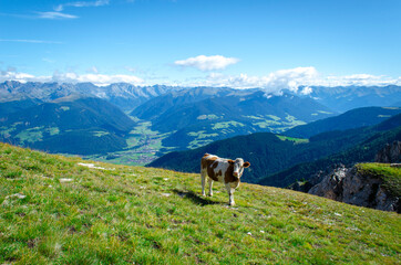 Mucca sul prato di montagna sopra Valdaora, Alpi