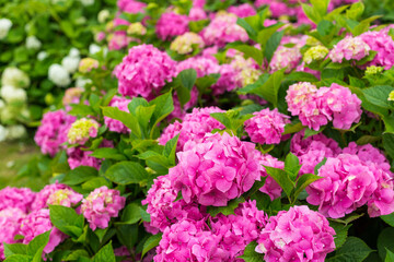 Flowers blossom on sunny day. Flowering hortensia plant. Pink and white Hydrangea macrophylla blooming in spring and summer in a garden. Web banner, nature background