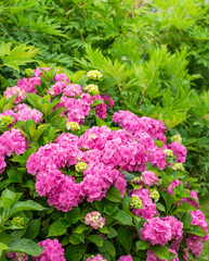 Hydrangea blossom on sunny day. Flowering hortensia plant. Pink Hydrangea macrophylla blooming in spring and summer in a garden.