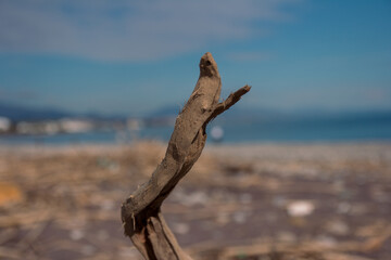 Dry branch with a background in the distance of the ocean