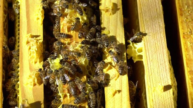 Close-up view honey bees swarming ontop their hive