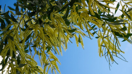 Yellow blossoms and leaves of a black wattle tree, against a blue sky with clouds. Acacia tree. South East Queensland, Australia.