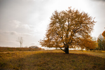 tree in autumn