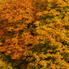 autumn leaves background