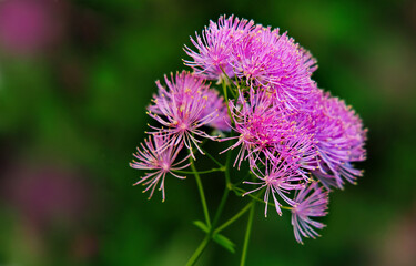 Lilac flowers (Mimosa pudica)