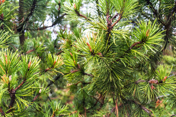 Pine needles after rain. - 368221027