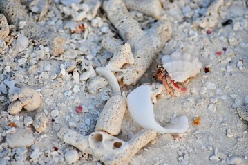 ヤドカリ（モルディブ）