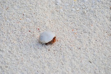 ヤドカリ（モルディブ）